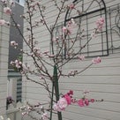 春です♬～花桃～♪　の記事より