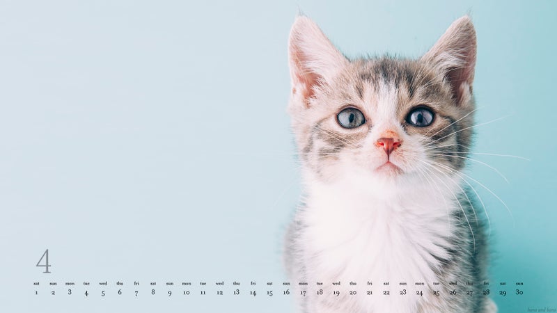 ２０１７年４月のデスクトップ壁紙 カレンダー Hono And Bono きょうもホノぼの サバトラ ホノ 白猫 ぼの の猫姉妹と飼主夫婦のほのぼのな日々