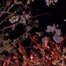 縮景園夜桜特別開園の記事より