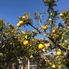 映画「人生フルーツ」＆ 柑橘にスパイス香る春のデトックス 「キャサリン・キノット」作りの画像