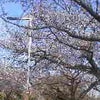 水元　桜堤の桜の画像