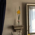 インテリア壁掛け仏壇と季節のお花（黄色のスイセン／水仙）…その２の記事より