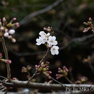 インテリア壁掛け仏壇と季節のお花（サクラ／桜）・・・その２の記事より