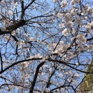 桂公園から「桜の空の雑貨市」会場への記事より