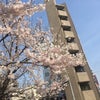 桜の季節の画像