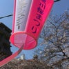 目黒川(桜)の画像