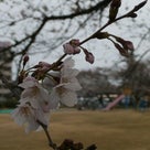 桜さくら～の記事より