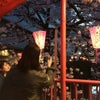 目黒川(夜桜)の画像