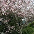 桜祭り♪お花見に行ってきたよ～♪春休みを満喫の子供たちの記事より