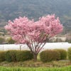 春を満喫♪ハート形の桜の木の画像