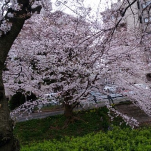 春、桜の画像