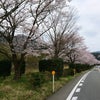 桜・桜・桜・・・の画像