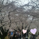 桜が満開＆ワンちゃんカフェへの記事より