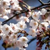 今年もおはぎと一緒に桜の季節を迎えられましたの画像