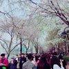 韓国で桜を見る(๑¯ ω¯๑)♡の画像