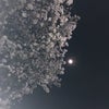 月と桜とだんごの画像