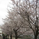 桜：堀川の記事より