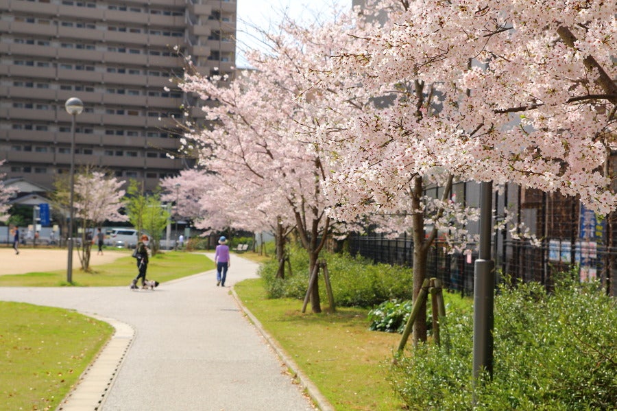 福岡の桜、花見に行ってみましょの記事より
