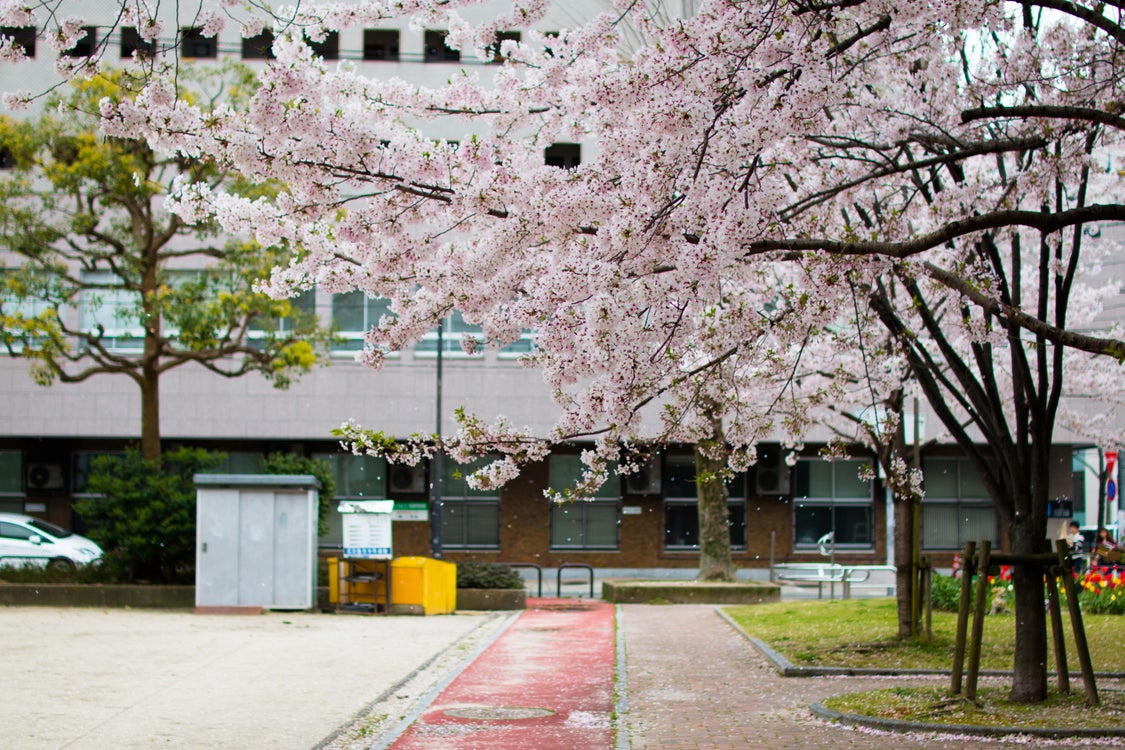 福岡の桜、花見に行ってみましょの記事より