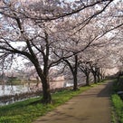 上越市、高田城百万人観桜会　今年もキレイに咲いてくれました♪の記事より