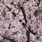 ネイルクリッパー(爪切り)と桜の話の記事より