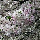 ４ポメで桜のお花見。の記事より