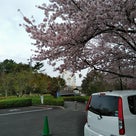 堀内公園の桜②の記事より