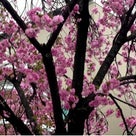 大阪 造幣局 桜の通り抜け とても美しいですの記事より