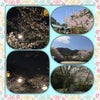 今年の桜〜の画像