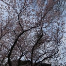桜満開（北陸地方）ゆかちゃん＆ さゆきちゃんと一緒です。, etc.の記事より