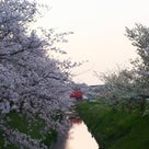 堀内公園の桜③の記事より