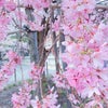 プチtrip♡京都の画像