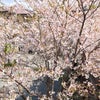 葉桜が好きです〜の画像