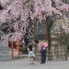 【984㎜】続・桜想 2の画像