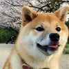 柴犬と桜の画像