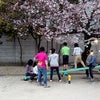 桜の公園にての画像