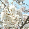 桜と花柄スカートパンツの画像