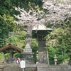 鎌倉桜情報2017 長谷寺 光則寺の画像