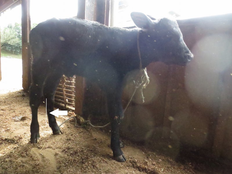 新生子牛の後肢第3中足骨遠位端骨折 空と太陽どうぶつ病院 大動物 のブログ