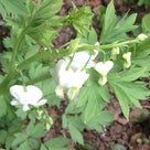 グリーンローズの白い花を集めての記事より