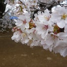 山高神代桜を観てきた。の記事より
