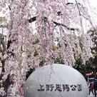 2017年お花見①♪「上野恩賜公園」でランチ花見♪の記事より