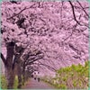 ココロに桜咲く南国暮らしの画像
