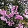 河津桜と最近の食事。の画像