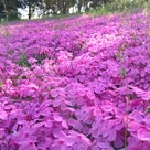 綺麗に咲く芝桜を浜名湖ガーデンパークにて発見！の記事より