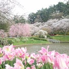 2017年春桜！浜松フラワーパークにての記事より