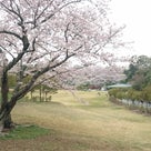 2017年春桜！浜松フラワーパークにての記事より