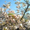 桜を観る会の画像