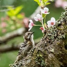 桜の木と野鳥・・・の記事より