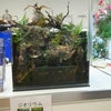 日本鑑賞魚フェア4の画像